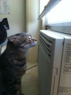 a00b392a60b9150e0433723c302c6099--funny-animals-funny-cats.jpg