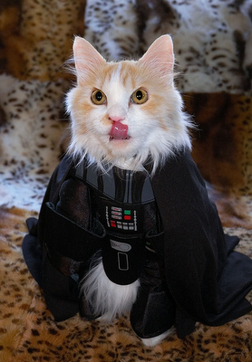 cat-darth-vader.png