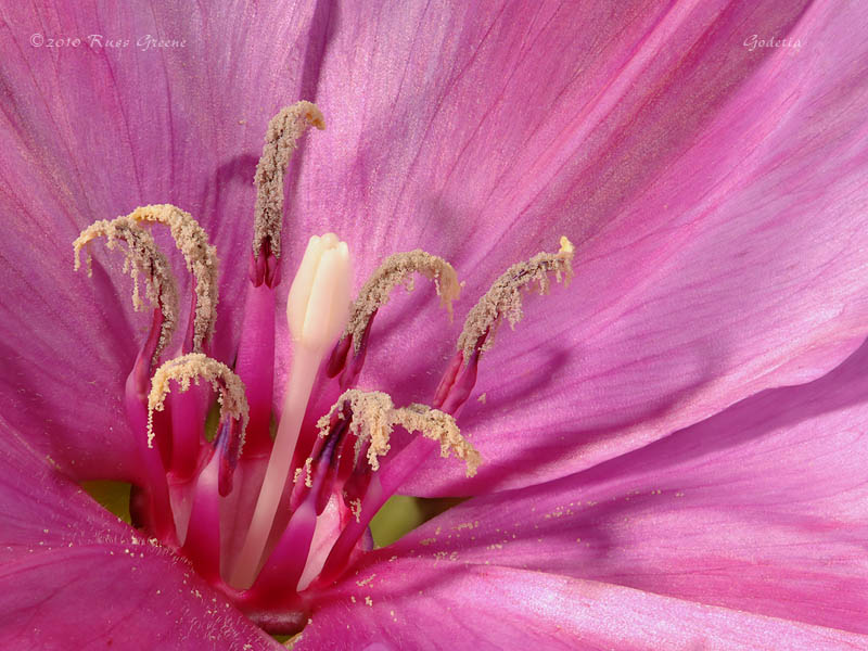 052010_D2x_godetia_stack04c_800.jpg