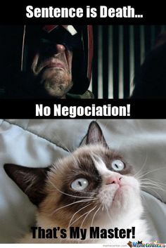 f26f6753fdf16fb3f6f59aff793981af--grumpy-cat-search.jpg