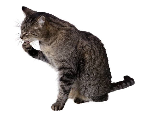 gatodentro-gata.jpg