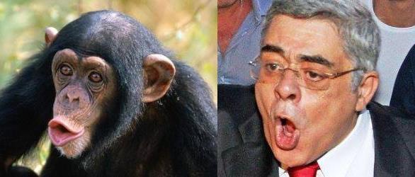 Chimp_Mixal.jpg