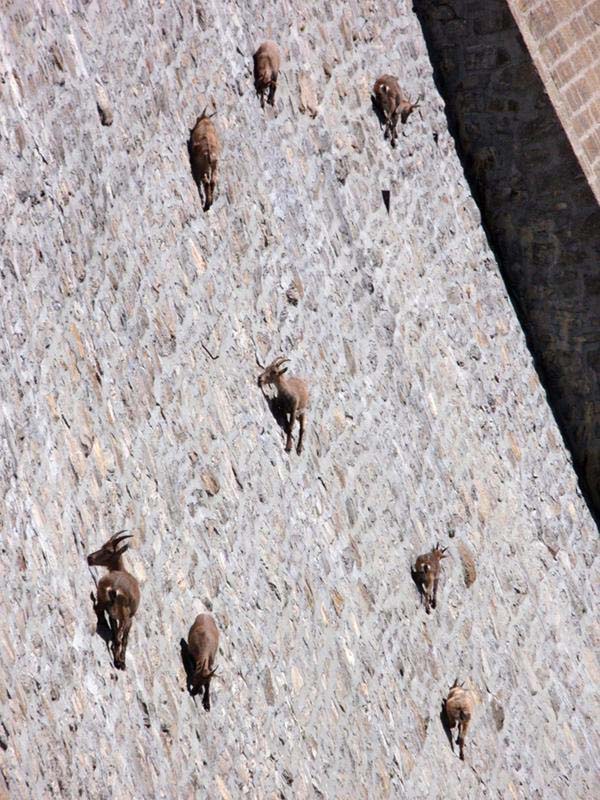Cingino-Dam-closeup-of-Ibex.jpg
