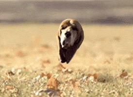 200.gif
