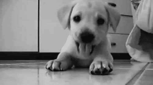 aafLqGY.gif: