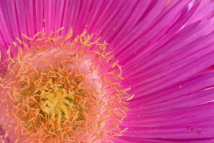 spring_flower.jpg
