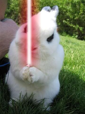 Darth_bunny.jpg