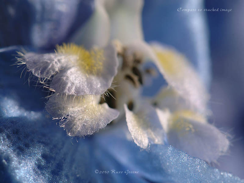 051410_delphinium_D2X_0760_800.jpg