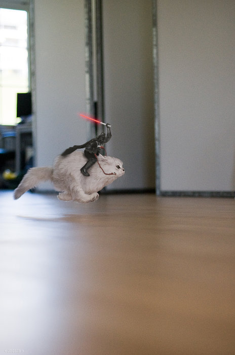cat-vader.jpg