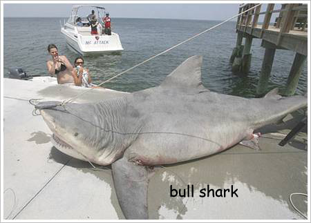bull-shark.jpg