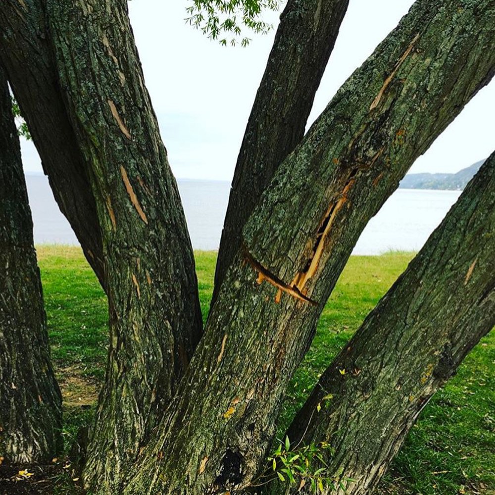 broccoli-tree-vandal-01.jpg