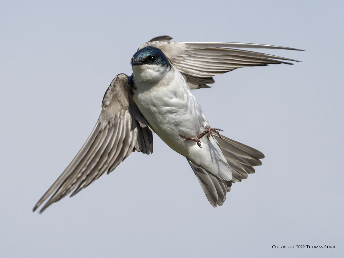 smallsensorphotography.com