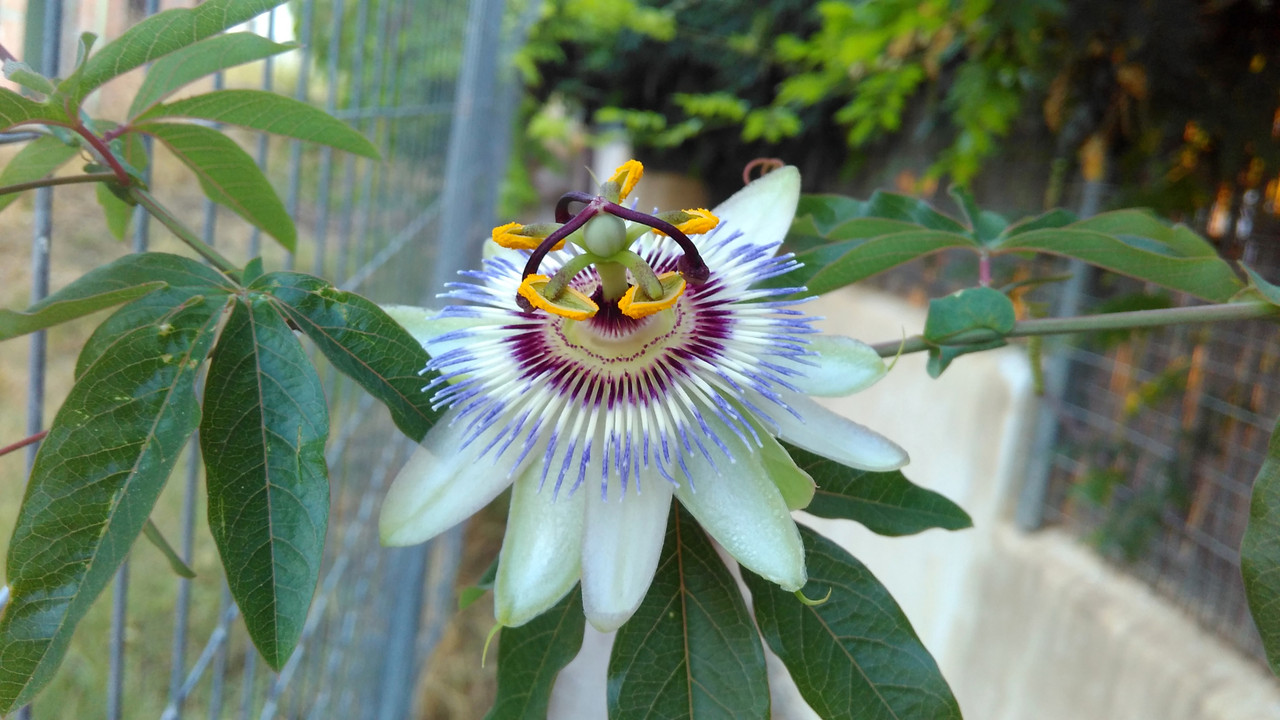 flower.jpg
