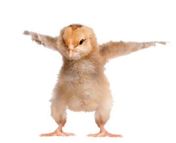 chickens.png