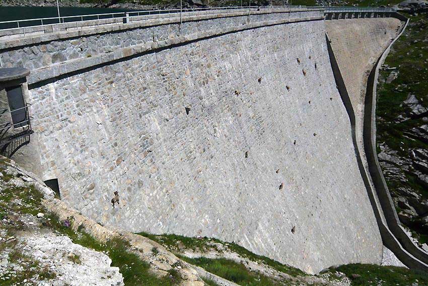 Cingino-Dam-Ibex1.jpg