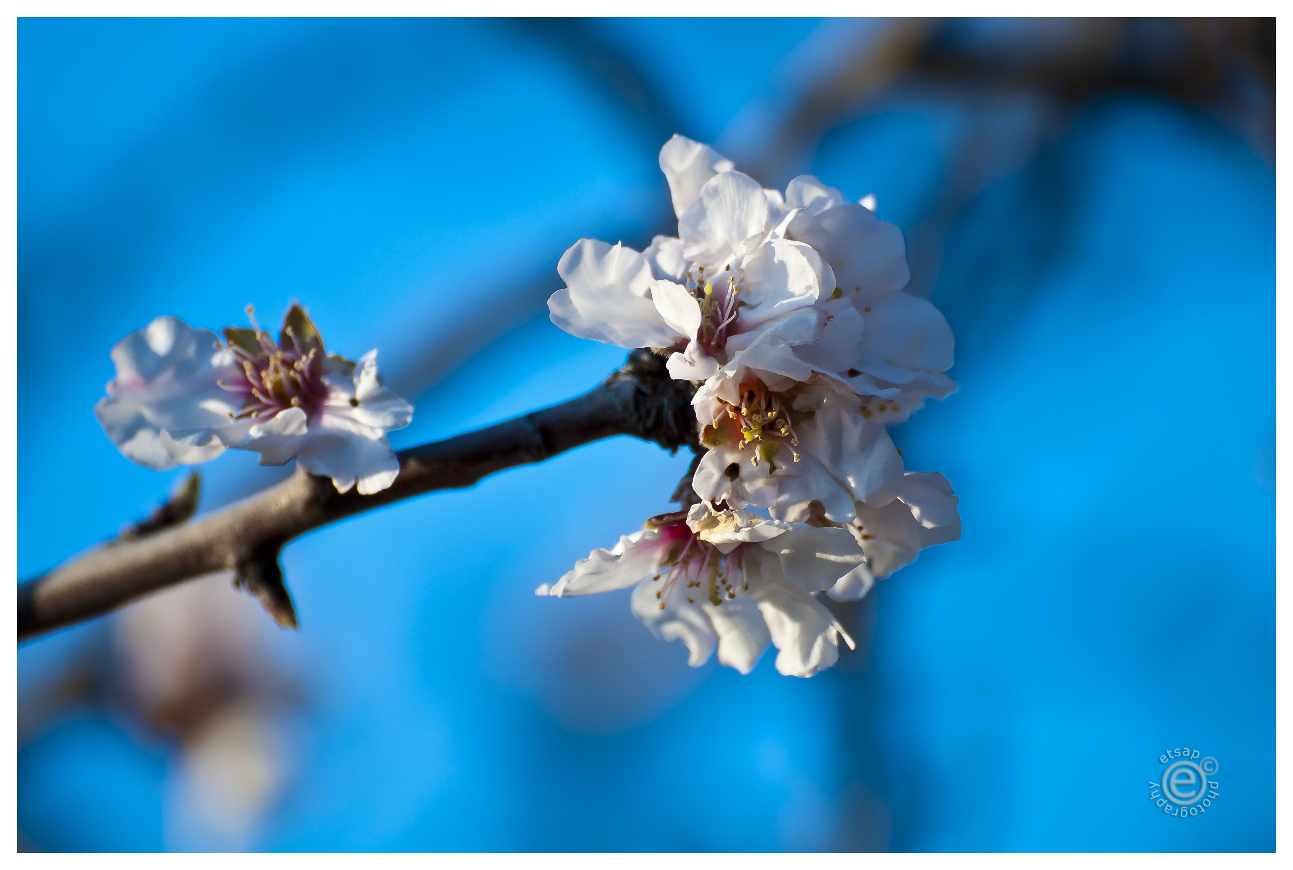 just_a_blossom_by_etsap-d5954jx.jpg