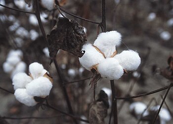 350px-CottonPlant.JPG