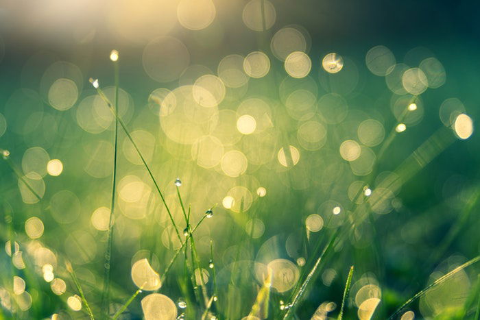 fine-arts-photography-bokeh.jpg