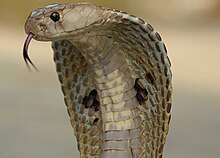 220px-Indiancobra.jpg