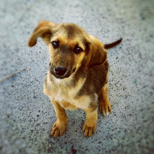 cute-stray-dog.jpg