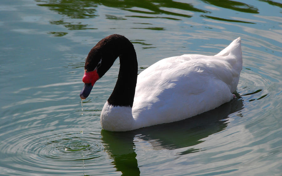 Swan_in_Athens_Zoo_by_etsap.jpg