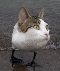 cat-duck.jpg
