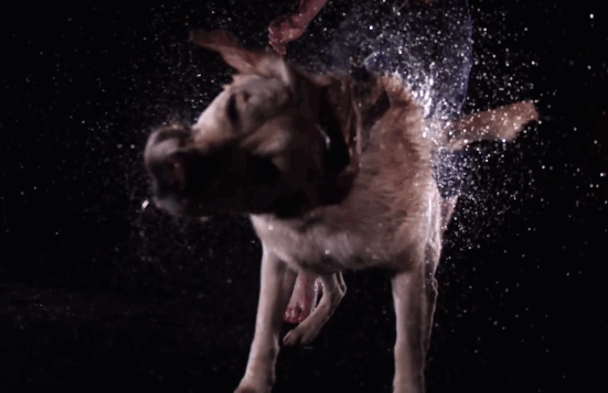 dog-shakes-off.gif