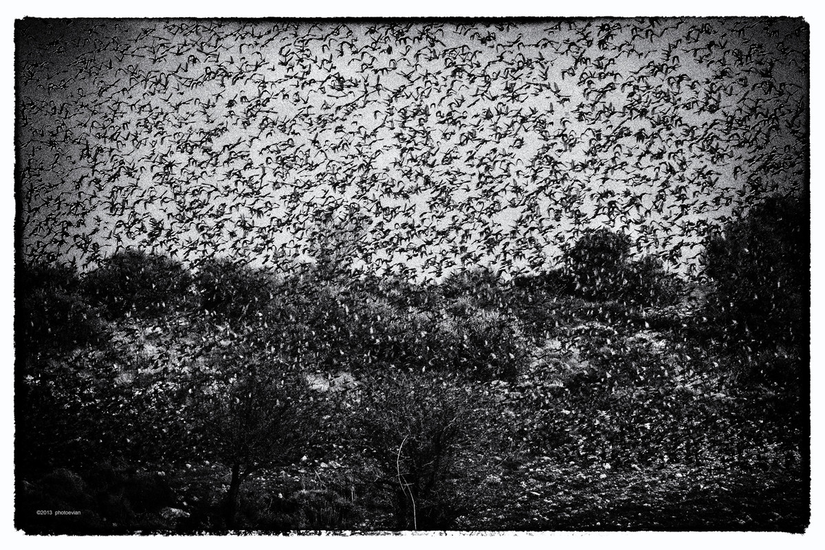 birds1.jpg