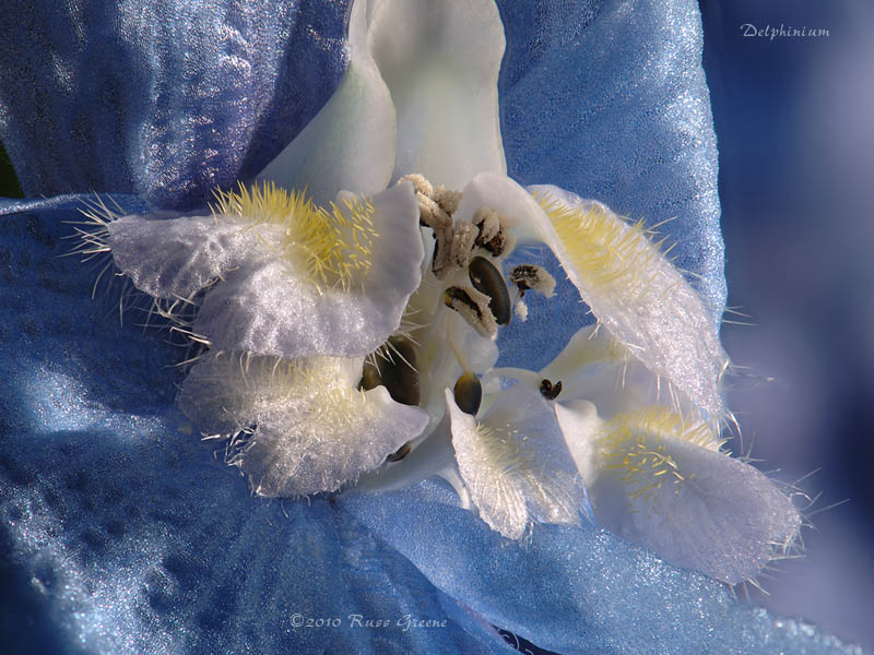 051410_delphinium_stack758-788c_800.jpg