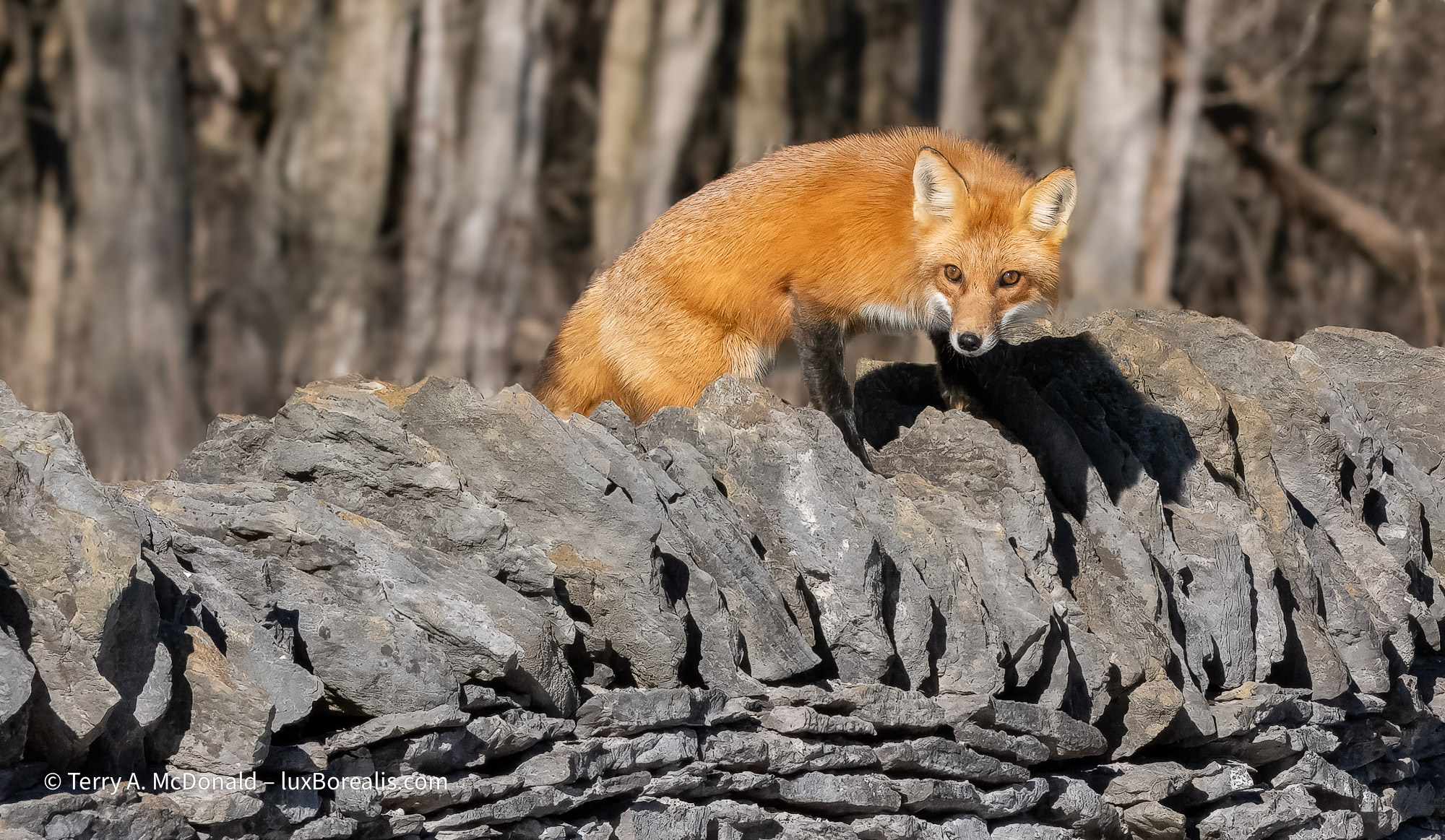 luminous-landscape.com