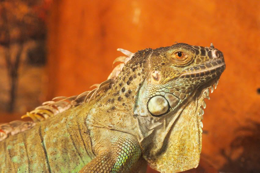 iguana.jpg