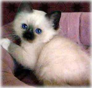 birman_cat-final.jpg