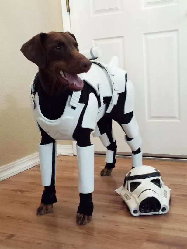 PAY-Storm-Trooper-Dog.jpg