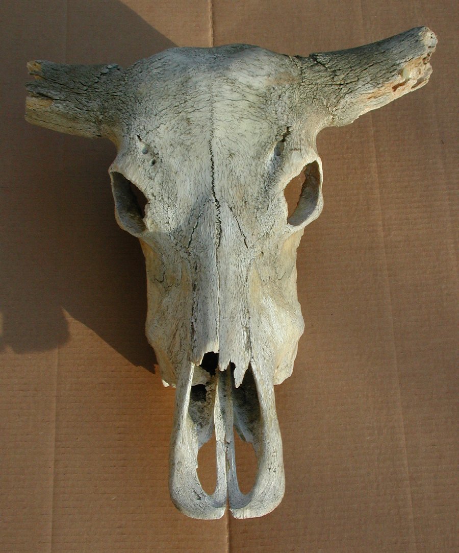 Skull-WaterBuffalo1L.jpg