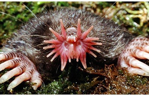 mole_1455466i.jpg