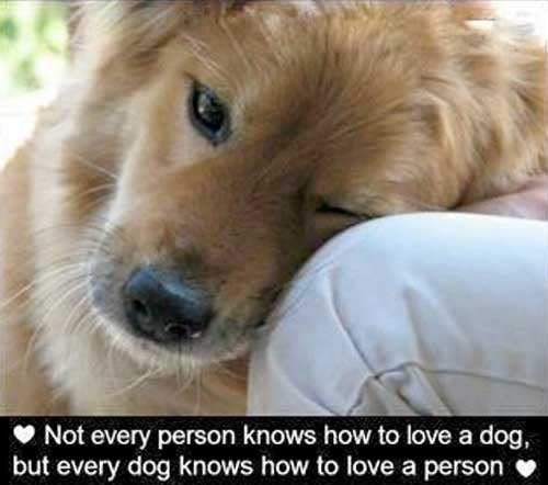 a-dogs-love1.jpg