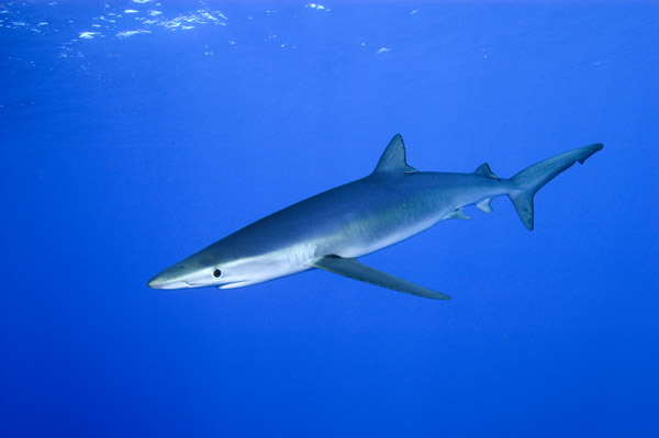 Blue-shark-032.jpg