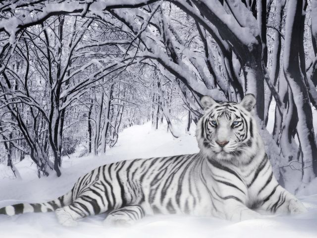 White-tiger-picture.jpg