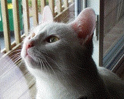 Dithering_example_dithered_web_palette.png