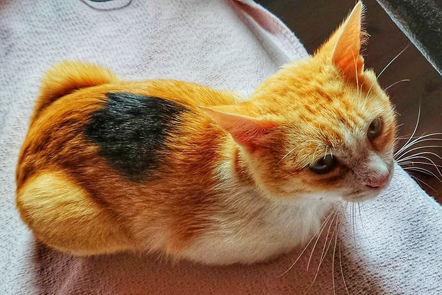 www.tsitsosthecat.gr