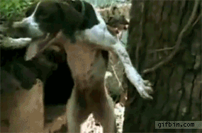 1294922956_tree-climbing-dog.gif