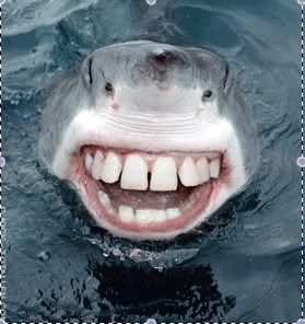 laughingshark.jpg