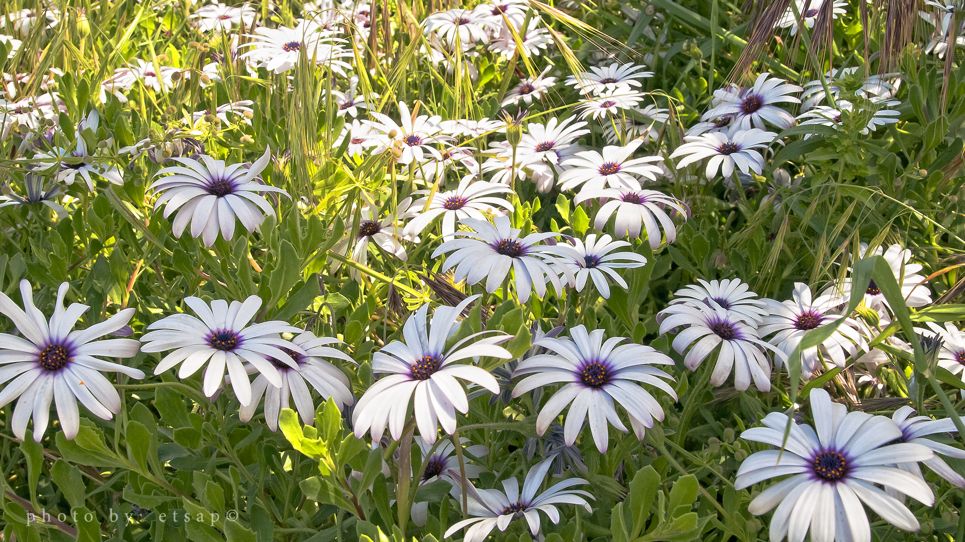 daisies_in_crete_by_etsap-d4y1imi.jpg
