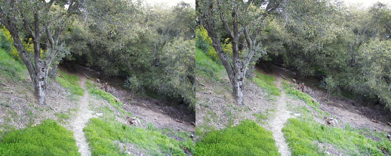treepath_cross_stereo.jpg