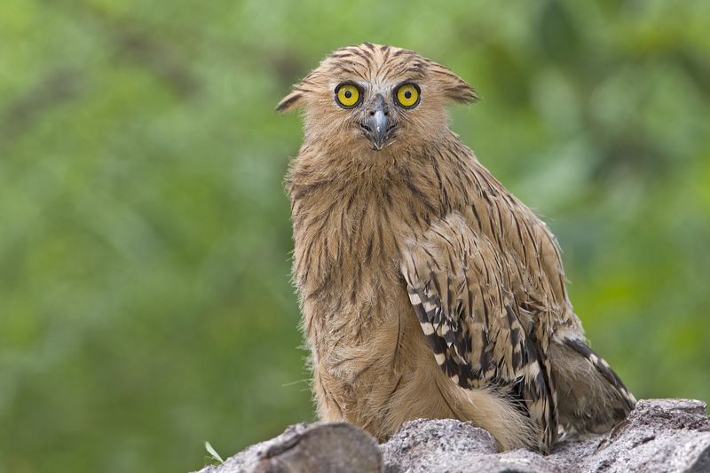 Bubo-bubo5.jpg