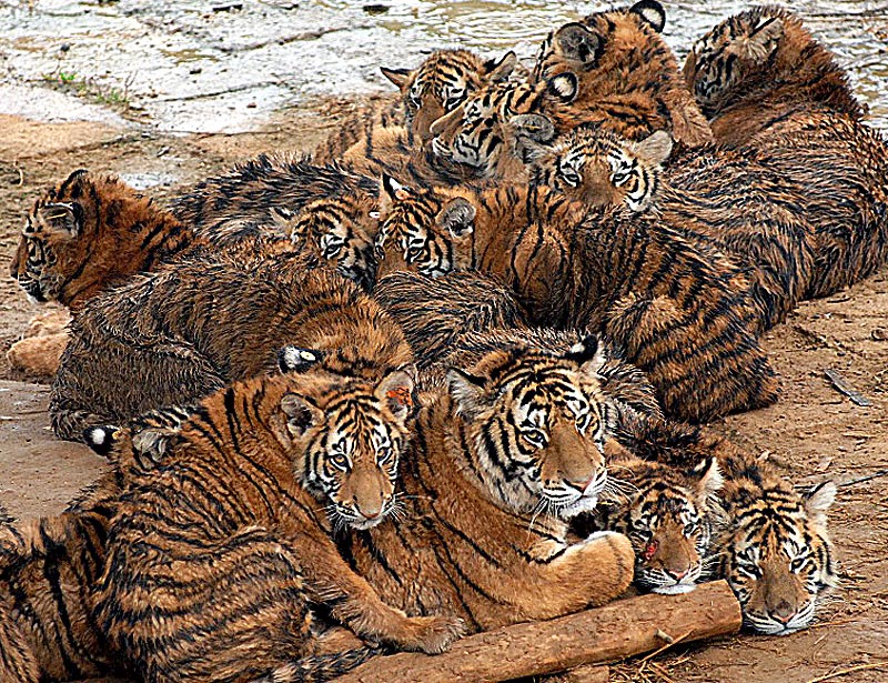 tigersDM1811_800x615.jpg