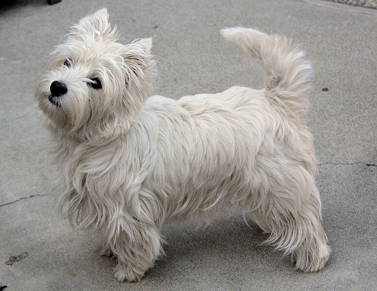 776px-Westie_Chloe.jpg