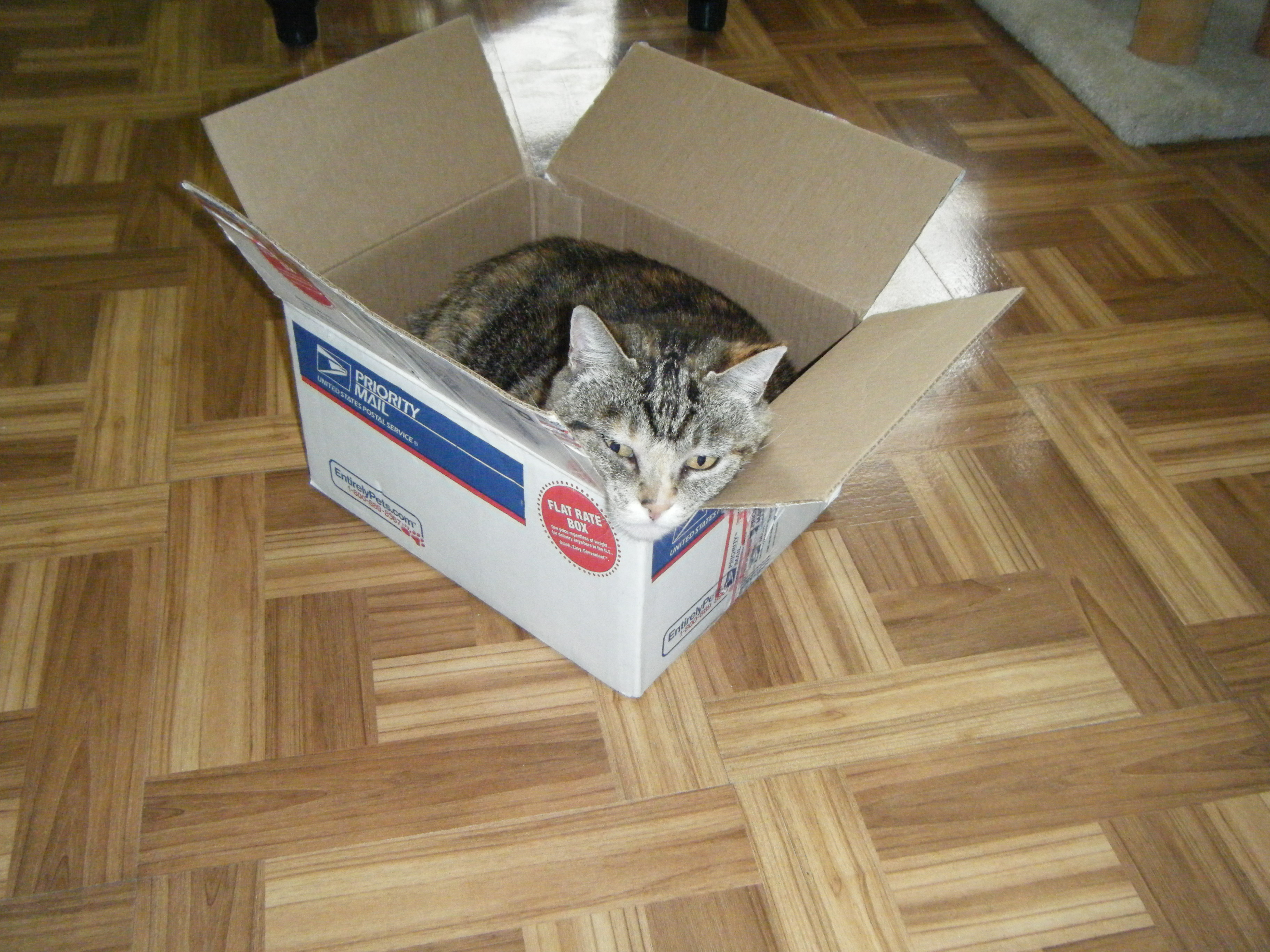 stripey-cat-in-box.jpg