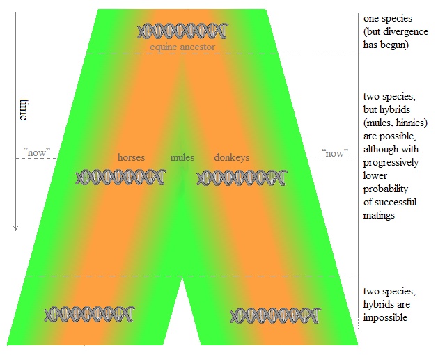 dna_divergence.jpg