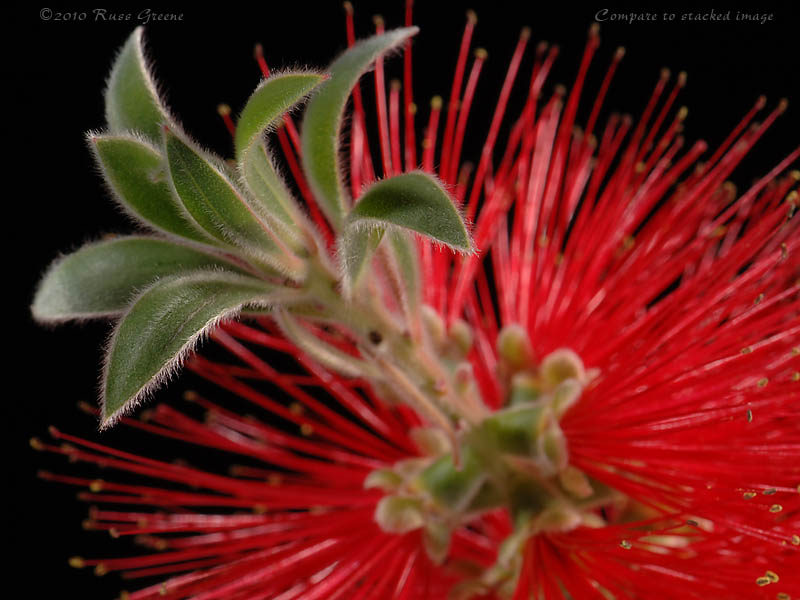 051110_D2x_bottlebrush_D2X_0343_800.jpg